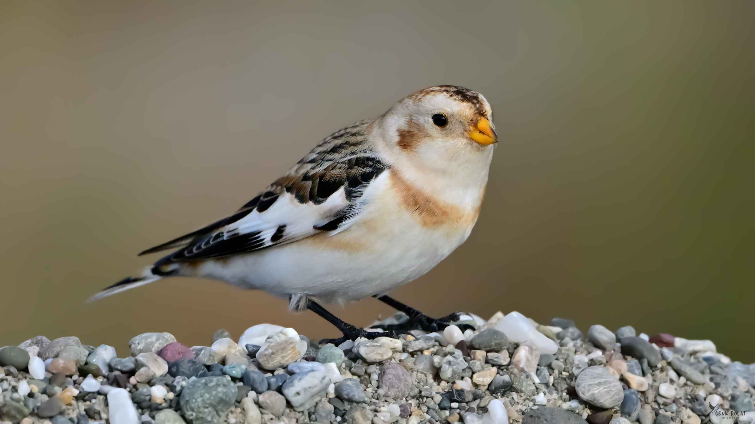 Snow Bunting
